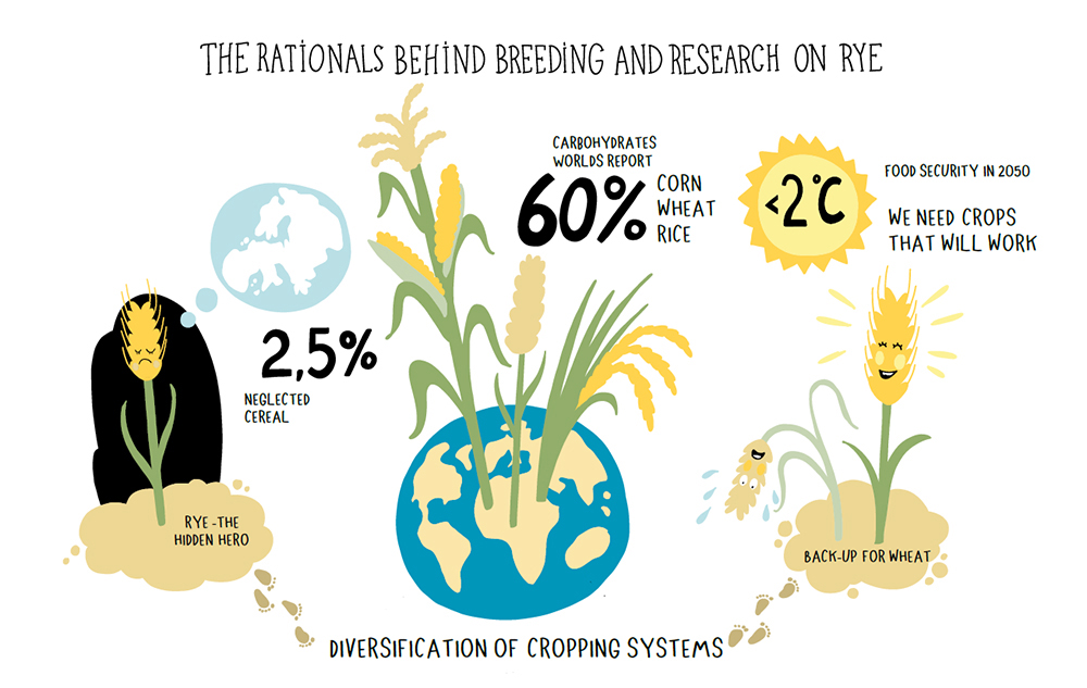 Rationals behind breeding research on rye_k