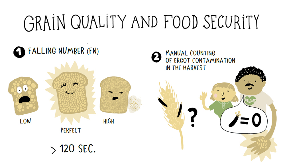 WP4_grain quality food security