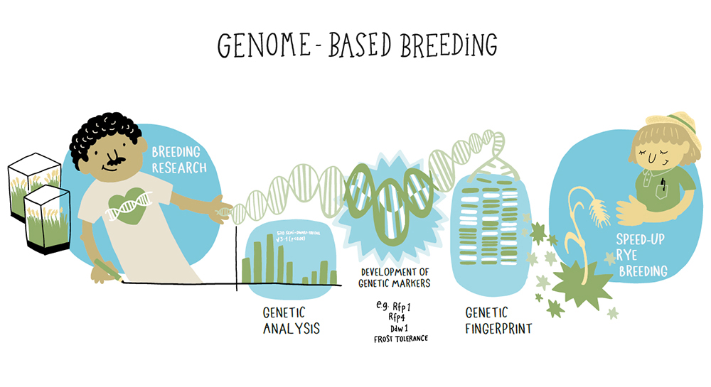 WP6_genome-based bredding